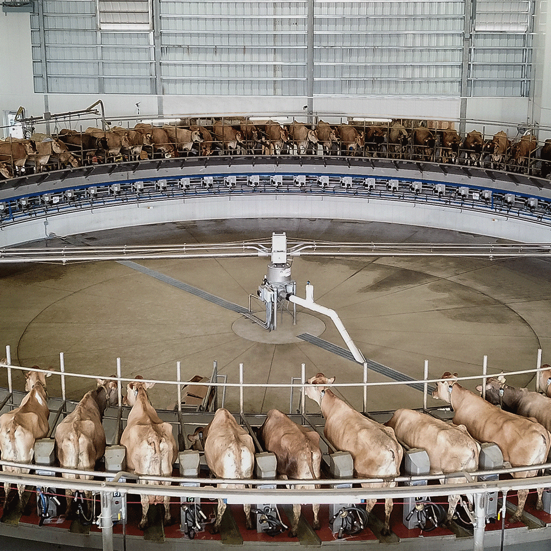 Animated gif of a DeLaval and Gea rotary cow milking system.