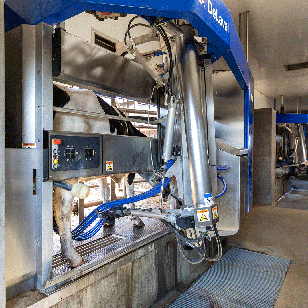 Animated gif of a DeLaval and Lely robotic milking system.