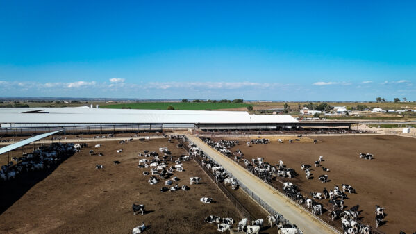 large colorado dairy